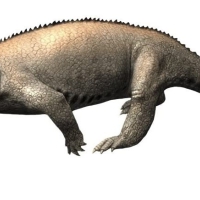 Hyperodapedon, a type of Rhynchosaur