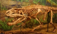 Postosuchus, a basal Triassic archosaur, at the Museum of Texas Tech University