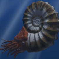 Many species of Ammonite went into extinction during this event