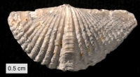 Spiriferida, an extinct Brachiopod