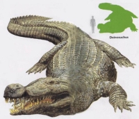 Deinosuchus went into extinction in between list of extinction events numbers 22 and 23, before the K-T boundary, around 73 Mya, for reasons that remain unknown 