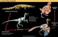 Structural relationship between Troodon (a dinosaur), an Archaeopteryx to a crocodile, and a chicken
