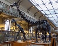 Diplodocus and Allosaurus from the Muséum national d’Histoire naturelle, Paris