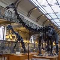Diplodocus and Allosaurus from the Museum National of Natural History, Paris