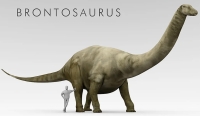 Brontosaurus illustration in comparison to a human