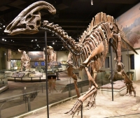 Photograph of Parasaurolophus fossil mount at the Field Museum of Natural History, Chicago, Illinois, 2017