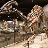 Photograph of Parasaurolophus fossil mount at the Field Museum of Natural History, Chicago, Illinois