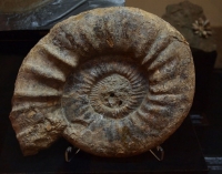 Orthosphynctes, a Jurassic ammonite from Portugal, were extinct during this event