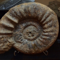 Orthosphynctes, a Jurassic ammonite from Portugal, were extinct during this event