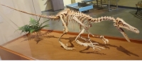 Though nowhere near as big as Hollywood has depicted to us, the Velociraptor must have been a skilful hunter. This Velociraptor skeletal cast is on display at the Museum of Western Colorado’s Dinosaur Journey Museum in Fruita, Colorado