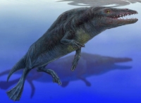 Rodhocetus disappeared 46 Mya, and their morphology demonstrates the transition of mammals from land to sea