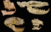 Primates (left), carnivorous hyaenodont (upper right) and rodent (lower right) were extinct during this time