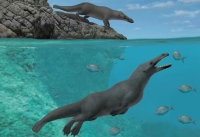 Peregocetus pacificus, a carnivorous 4-legged whale, went extinct around this time