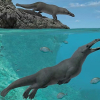 Peregocetus pacificus, a carnivorous 4-legged whale, went extinct around this time