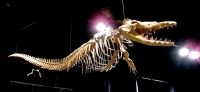  Dorudon, ancient carnivorous whales, also went extinct 