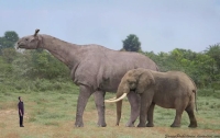 Indricotherium (Paraceratherium) in comparison to an Elephant and a Homo instagramer. Indricotherium went extinct 23 Mya, 10 million years after the EOT event