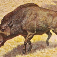 Entelodont, a horse-sized mammal called “Hell Pig”