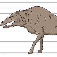 Entelodont were more related to hippos and whales than to pigs