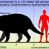 The Phoberomys pattersoni was a gigantic rodent (rat) that lived around the Orinoco river and got extinct 6.8 Mya