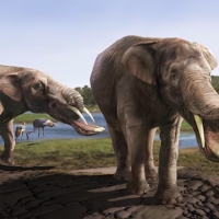 For reasons yet unknown, Platybelodon went into extinction 10 Mya