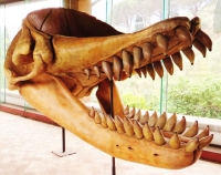 Livyatan had the longest teeth ever found on a mammal, about 31 cm long