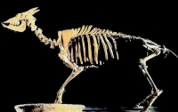 Fossil of a Myotragus Balearicus, a unique antelope that got isolated in the Mallorca Island during the Zanclean flood. It went into extinction after the arrival of humans in the island 2,000 before Christ 