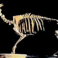 Fossil of a Myotragus Balearicus, a unique antelope that got isolated in the Mallorca Island during the Zanclean flood. It went into extinction after the arrival of humans in the island 2,000 before Christ 