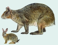 The gigantic Nuralagus Rex, in comparison with an ordinary rabbit, became isolated in Menorca island because of the flood 