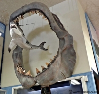  Megalodon jaws complete with fossil teeth with a Great White shark inside the jaws. This display is at the Buena Vista Museum of Natural History in Bakersfield, CA