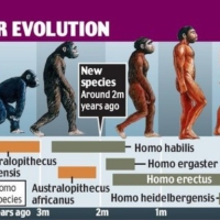 Timeline of our evolution, was Homo habilis, living so close to the equator affected/perhaps mutated due to the influx of gamma rays in our planet?