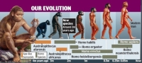 Timeline of our evolution. Was Homo habilis’s brain, living so close to the equator, perhaps affected or mutated due to the influx of gamma rays in our planet? Was ‘intelligence’ beginning to evolve as a result of that theorised mutation?