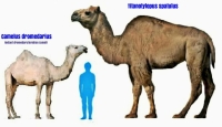 Giant Camel of North America, the one on the left, went into extinction 1 Mya