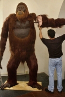 Reconstruction of a Gigantopithecus, that used to live in the jungle of southern Chica and went into extinction shortly after (30,000 years) the Eamian period ended