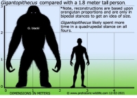 Gigantopithecus compared to a human being