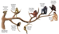 Orangutans diverted from the Human branch 12 t o15 Mya