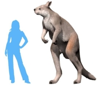 A Procoptodon compared to a Homo instagramer