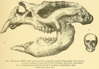 A 1896 Diprotodon skull comparison with a human
