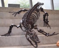 Megalania skeletal reconstruction on Melbourne Museum steps 