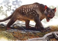 Thylacoleo carnifex, the so-called Marsupial Lion, was smaller than an African lioness, but with a bite 80% more powerful than that of a large African lion. Picture: Peter Schouten