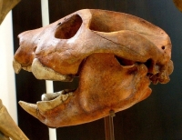 Skull of Thylacoleo Carnifex, notice the cutter-like teeth, making this creature a formidable ambush predator