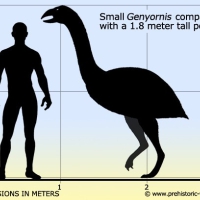 The gigantic Genyornis could have been omnivore