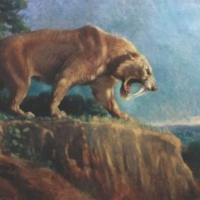 Smilodon Fatalis, also known as Saber-tooth tiger, was a strong predator. Some of their fossils have been found together, suggesting it hunted and lived in packs (like lions in Africa) rather than alone