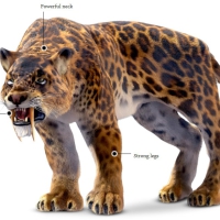 Smilodon had to be careful with their long teeth, they would have snapped if they struck hard bone rather than flesh, which suggest their prey may have been mostly large meaty animals like mammoths or sloths. They were NOT related to tigers