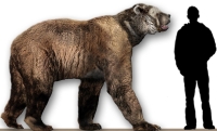 Arctodus, known as short-faced bear, was 50% larger than any bear of today. It was 1.8 meter tall at the shoulder and could reach between 3 to 3.5 meters high when standing up