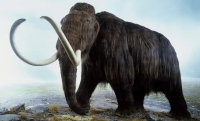 Woolly Mammoths, titans of the Ice Age, vanished from North America around this time