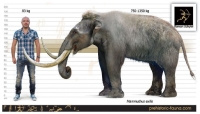 The Pygmy Mammoth (Mammuthus Exilis) experience what Biologist call “Insular Dwarfism”, a drastically reduction of its size due to lack of predator and food. It also went into extinction around this time