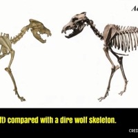 Something drastic may have happened to the food chain for an animal like the Dire Wolf (skeleton on the right) to become extinct while the more versatile Grey Wolf survived to this day