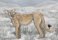 American Cheetah (Miracinonyx) became extinct 12,000 years ago