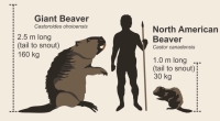 Giant Beaver also went extinct around 10,000 years ago