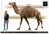 Fossil records found at Wally’s Beach in St. Mary’s Reservoir, south of Calgary, reveal that Camelops (original North American camel) were hunted and butchered by people as recently as 13,000 years ago